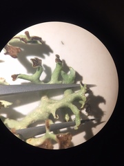 Xanthoparmelia chlorochroa