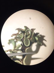 Xanthoparmelia chlorochroa