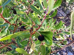 Comarostaphylis polifolia