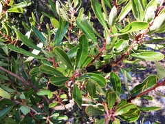 Comarostaphylis polifolia