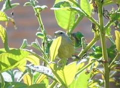 Leiothlypis celata
