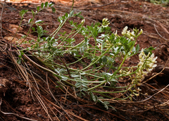 Astragalus webberi