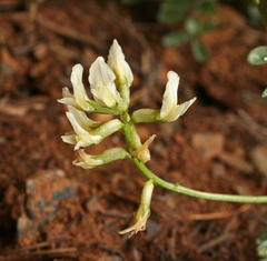 Astragalus webberi
