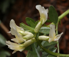 Astragalus webberi