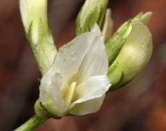Astragalus webberi