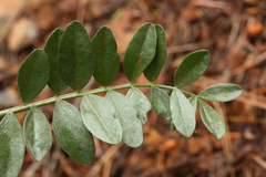 Astragalus webberi