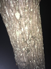 Liquidambar styraciflua image