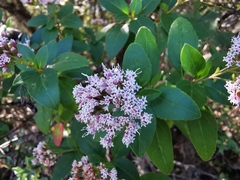 Ageratina ligustrina