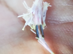 Ageratina ligustrina