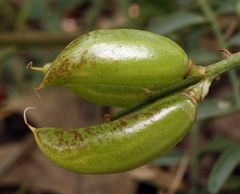 Astragalus webberi