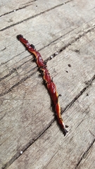 Arthurdendyus testaceus