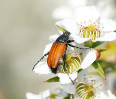 Phyllotocus rufipennis