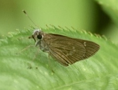 Cymaenes tripunctus