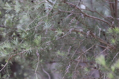Melaleuca brachyandra