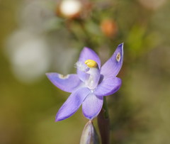 Thelymitra peniculata