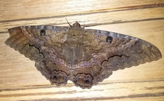 Ascalapha odorata