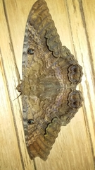 Ascalapha odorata