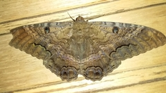 Ascalapha odorata