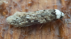 Endrosis sarcitrella