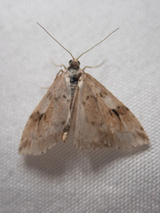 Udea washingtonalis