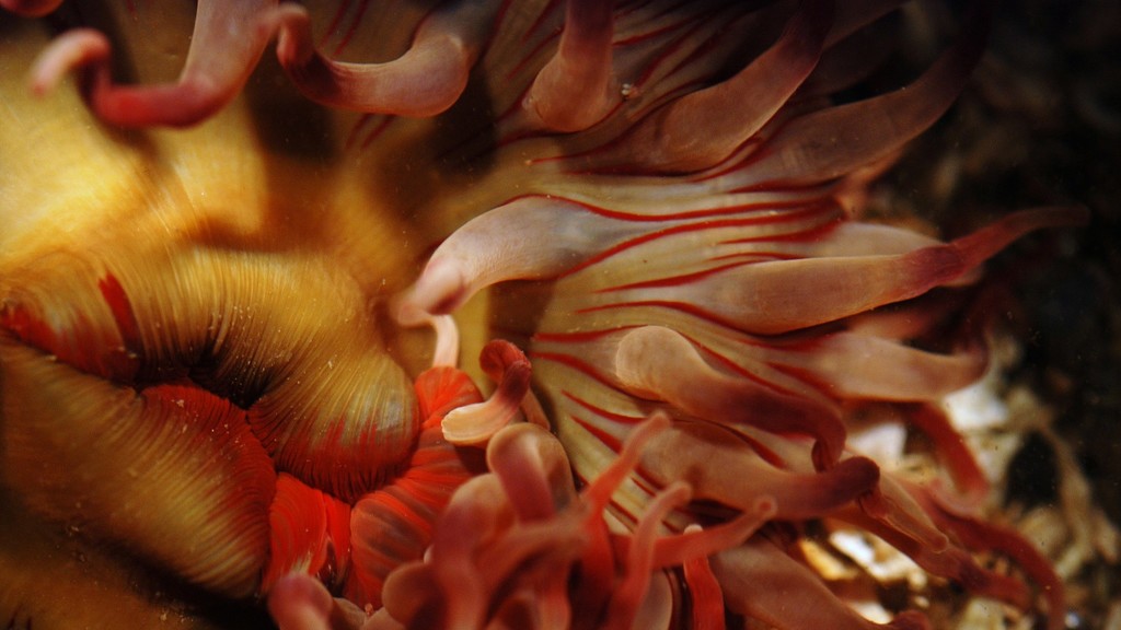 mottled anemone
