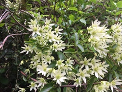 Clematis forsteri
