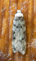 Endrosis sarcitrella