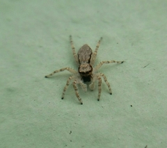 Menemerus bivittatus