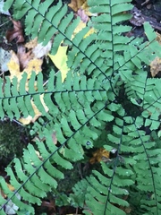 Adiantum aleuticum aleuticum