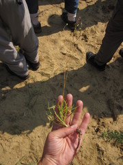 Phemeranthus rugospermus