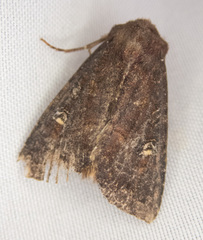 Apamea cogitata