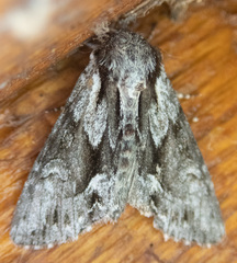 Hyppa contrasta