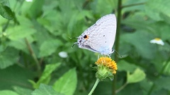 Catochrysops panormus exiguus