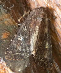 Apamea cogitata