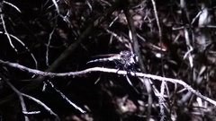 Promachus painteri