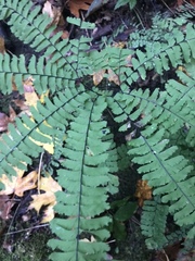 Adiantum aleuticum aleuticum