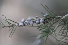 Melaleuca brachyandra