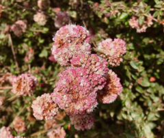 Eriogonum
