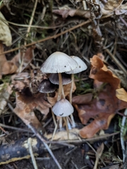 Psathyrella gracilis