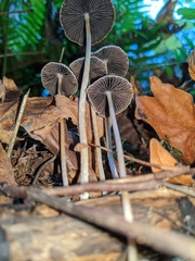 Psathyrella gracilis