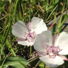 Calochortus umbellatus