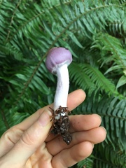 Inocybe pallidicremea