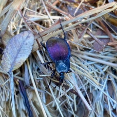 Scaphinotus elevatus