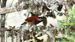 Colaptes rivolii atriceps