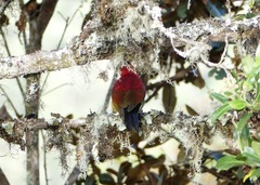 Colaptes rivolii atriceps