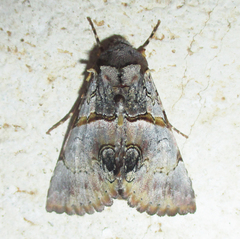 Thiacidas roseotincta