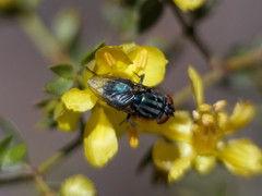 Cochliomyia