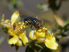 Cochliomyia