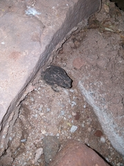 Rhinella granulosa