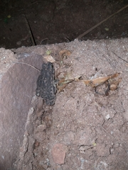 Rhinella granulosa